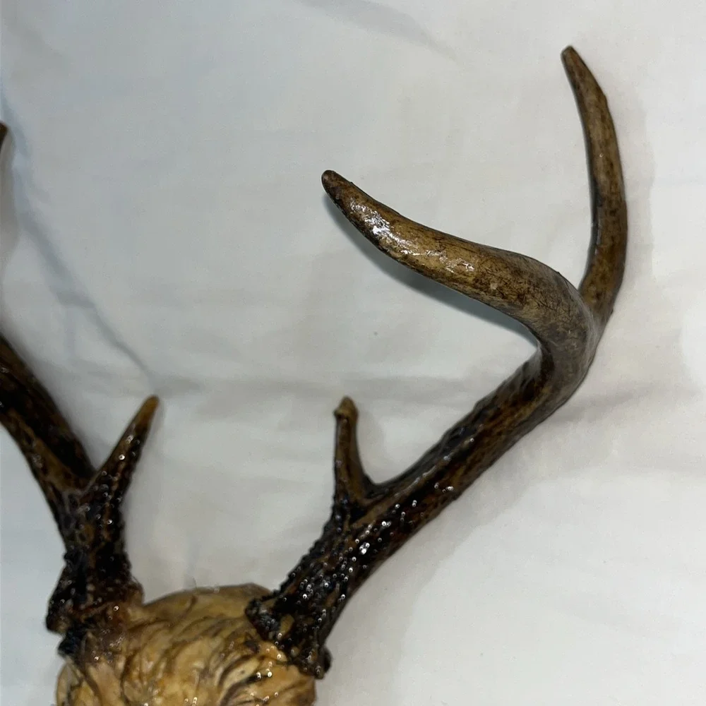 Genuine Deer Antlers Small 7 point Man Cave Decor Antler Polished‎ Hunters Skull